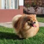 Dog That Sheds