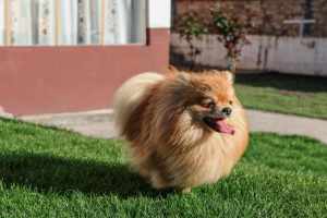 Dog That Sheds