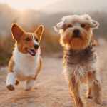 Traveling with Your Pet
