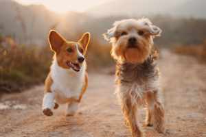 Traveling with Your Pet