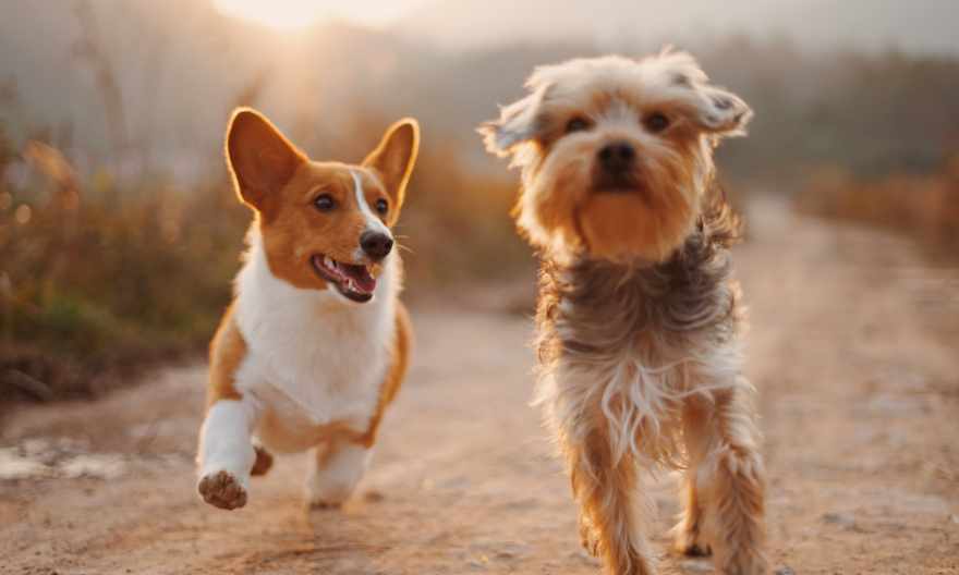 Traveling with Your Pet