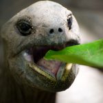What Do Turtles Eat?