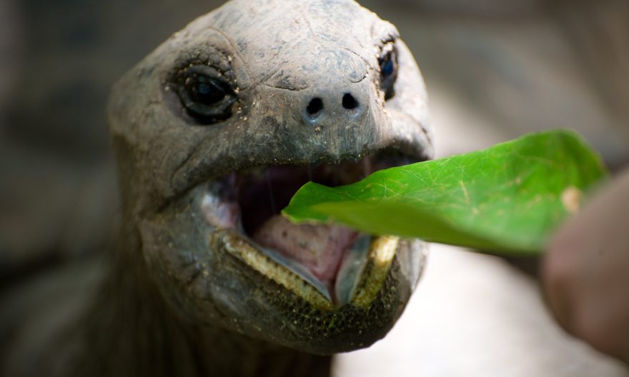 What Do Turtles Eat?